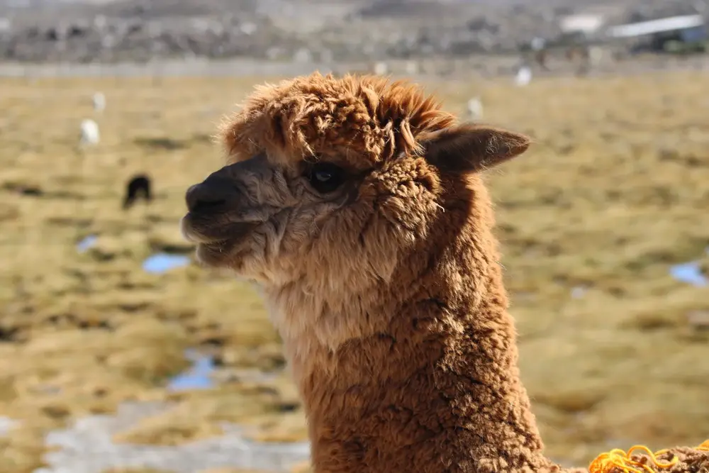 Retrato de alpaca en el altiplano