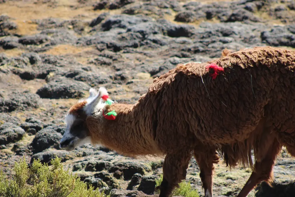 Alpacas y llamas en el bofedal del Parque Lauca