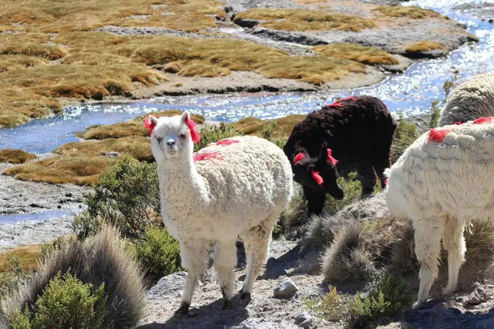 Llamas con lana de colores junto a un arroyo del altiplano
