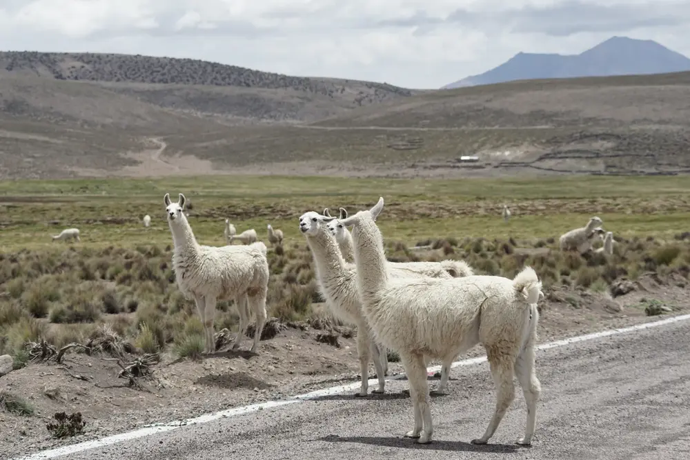 Arreo de llamas cruzando el camino