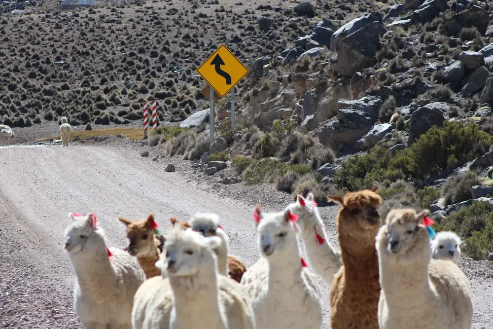 Arreo de llamas con lana de colores cruzando el camino
