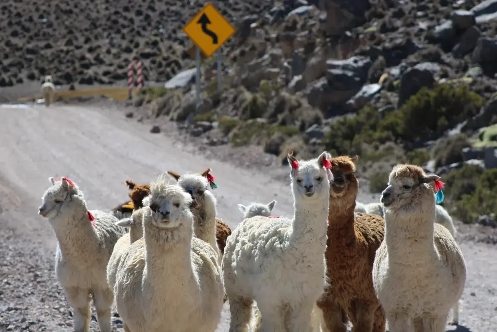 Arreo de llamas con lana de colores en el camino del altiplano