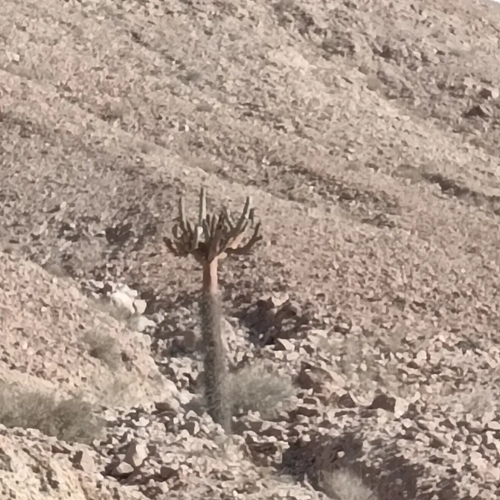 Cactus candelabro (Browningia) en la precordillera