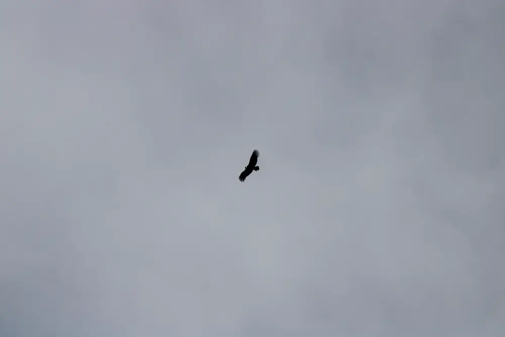 Cóndor andino volando sobre el altiplano de Surire