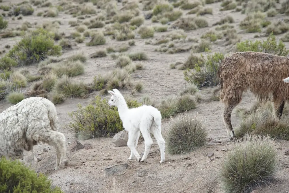 Cría de alpaca en el altiplano chileno