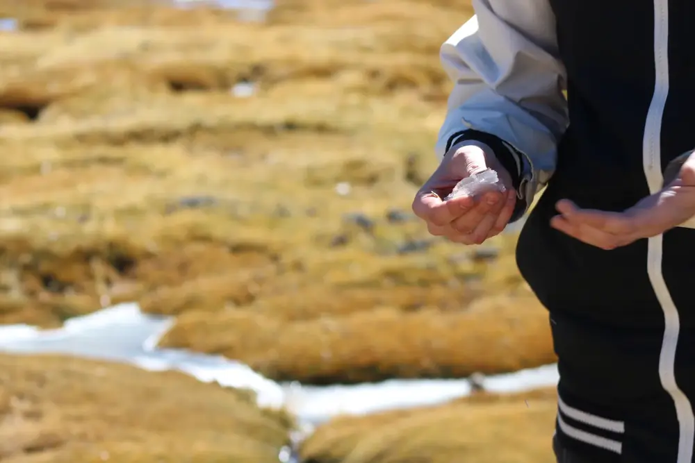 Detalle de hielo en las manos junto a un bofedal del altiplano