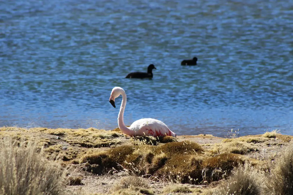 Flamenco descansando en la orilla del lago Chungará