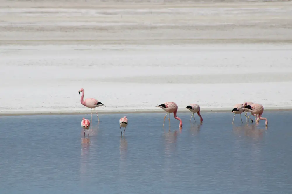 Flamencos con su reflejo en el Salar de Surire