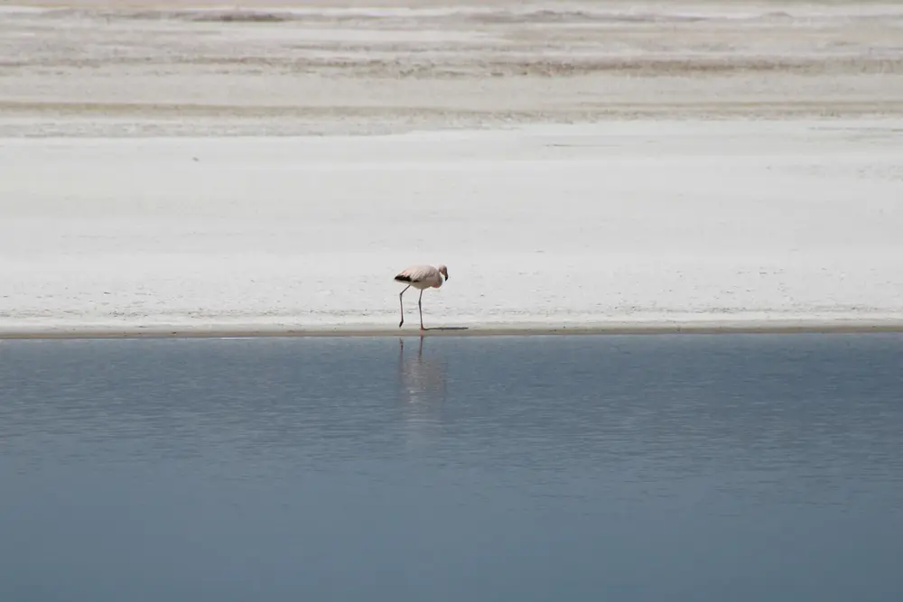 Flamencos caminando por la laguna del Salar de Surire