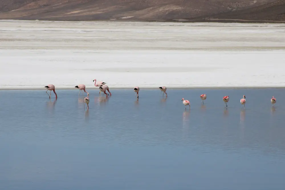 Flamencos andinos alimentándose en el Salar de Surire