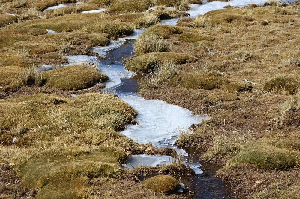 Hielo sobre el bofedal cerca de Chungará