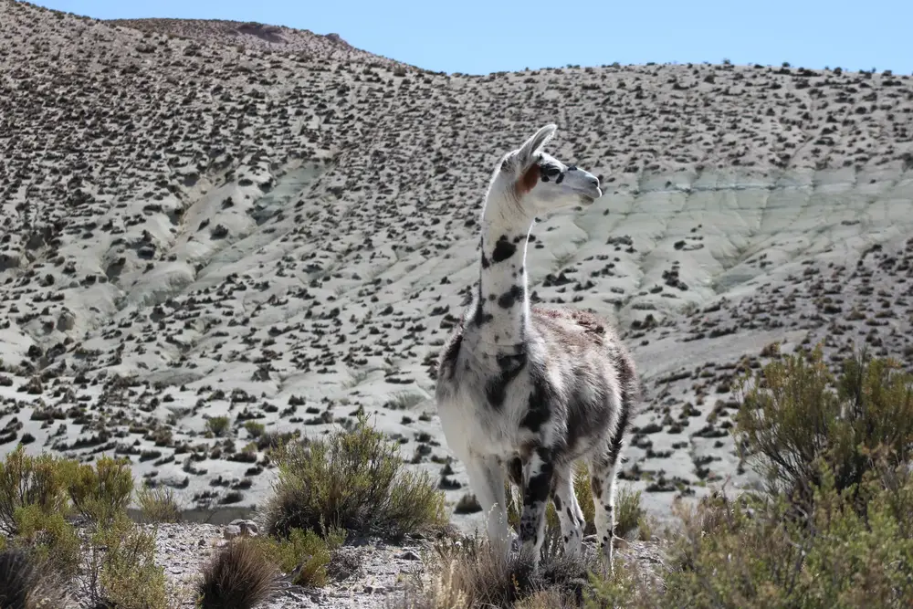 Llama de manto manchado en el altiplano