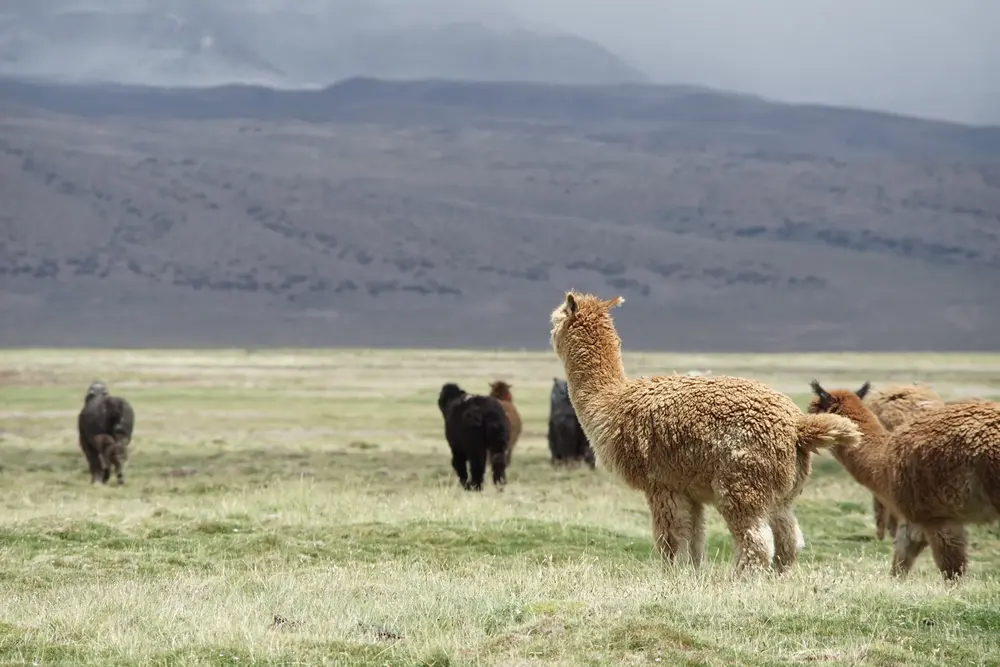 Llamas pastando frente al volcán Parinacota nevado