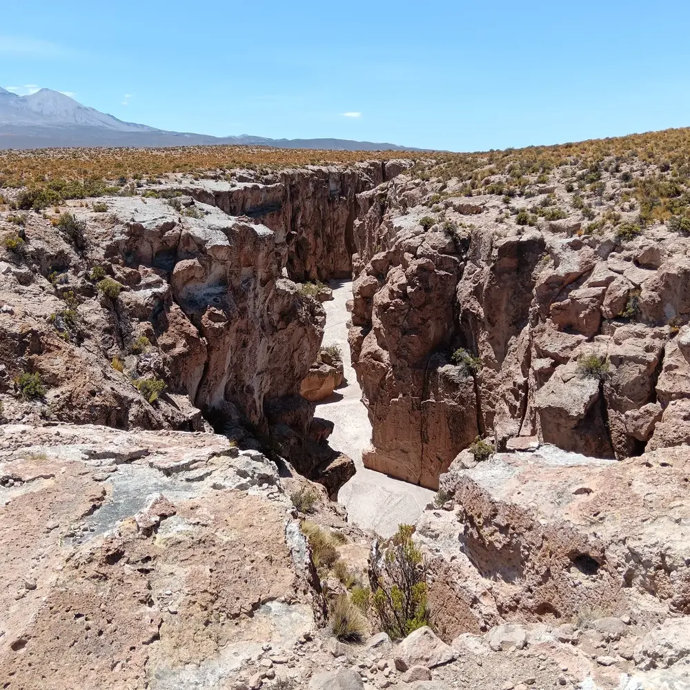 Llareta milenaria del altiplano