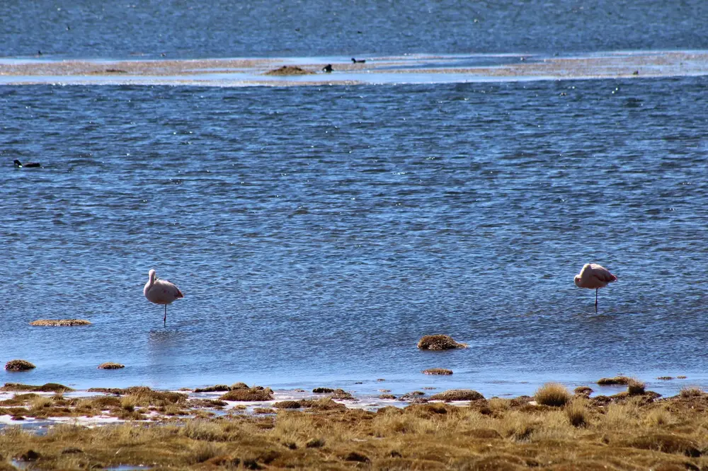 Taguas en el lago Chungará