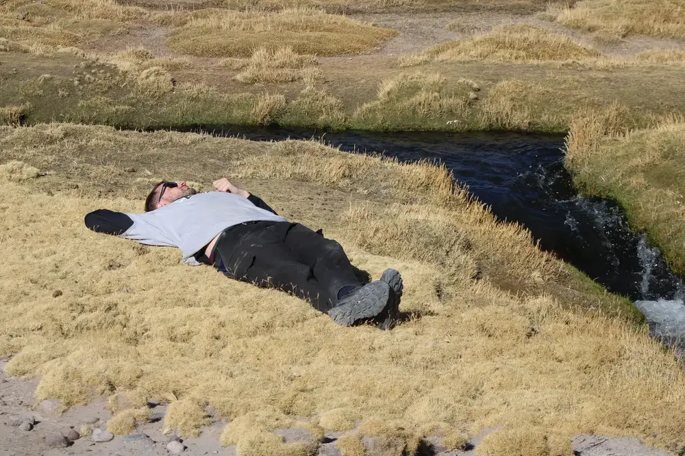 Pasajero relajado en el bofedal del altiplano