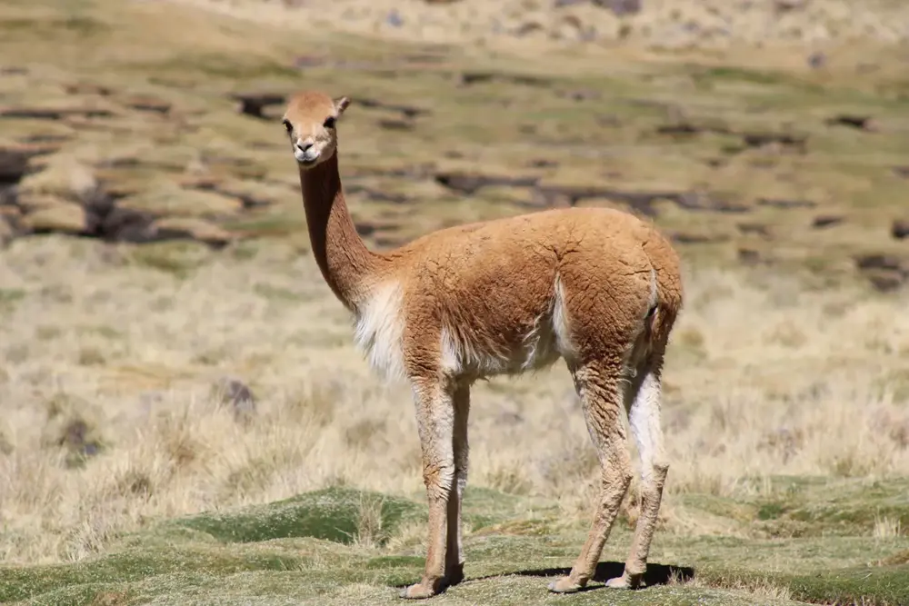 Vicuña en el bofedal verde de Suriplaza