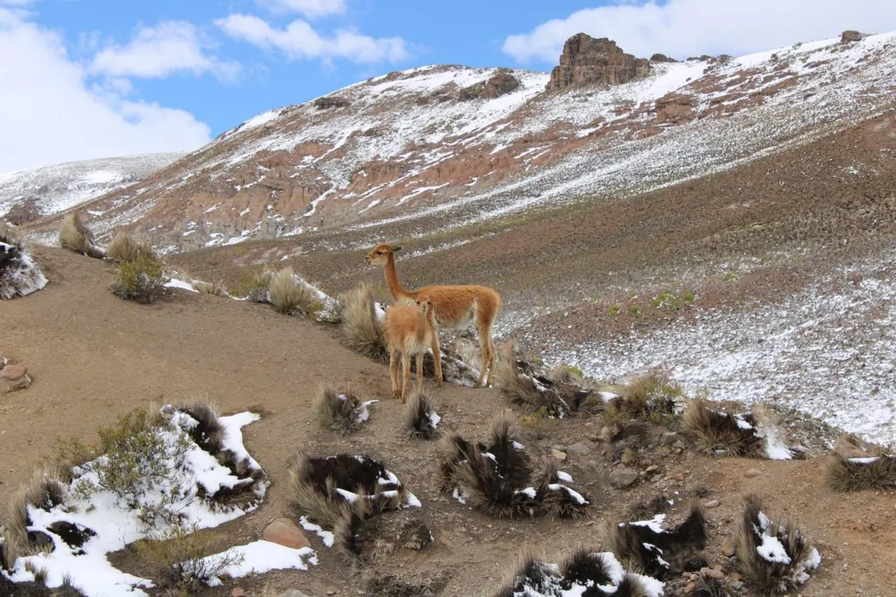 Vicuña sola en la ladera nevada