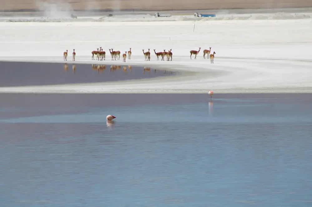 Vicuñas cruzando el Salar de Surire
