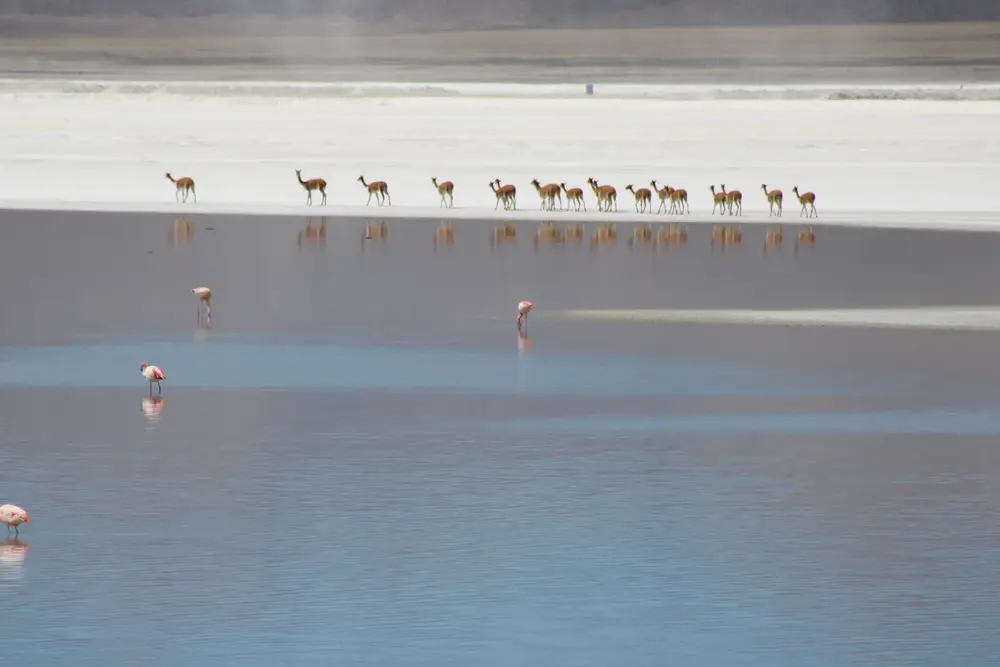 Fila de vicuñas cruzando las aguas del Salar de Surire