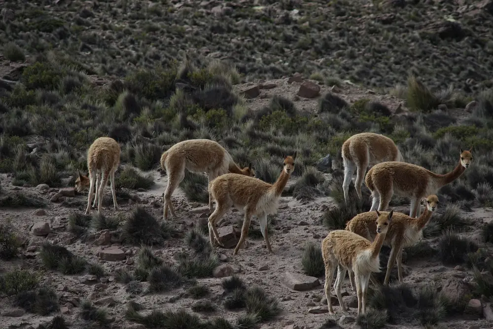 Manada de vicuñas en el Parque Lauca