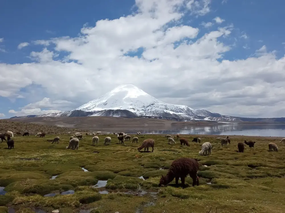 Volcán Parinacota nevado con llamas pastando al pie
